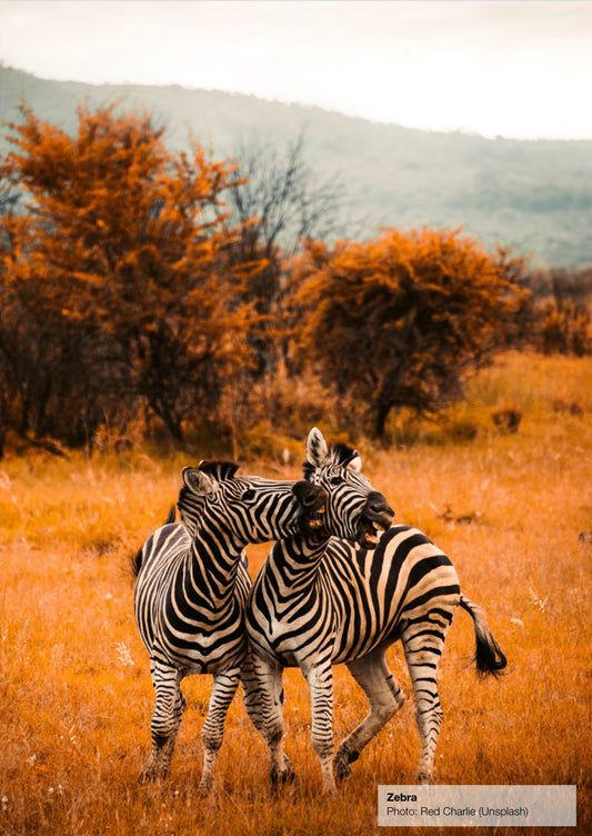 The Sustainable Luxury of Zebra Hide Furniture